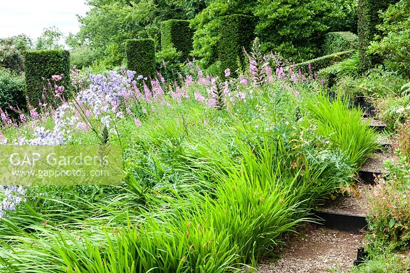 The Wild Garden.  Rosebay Willow Herb and Campanula lactiflora, foliage of Crocosmia, columns of clipped Taxus baccata. Veddw House Garden, Monmouthshire, South Wales. July 2015. Garden created by Anne Wareham and Charles Hawes.