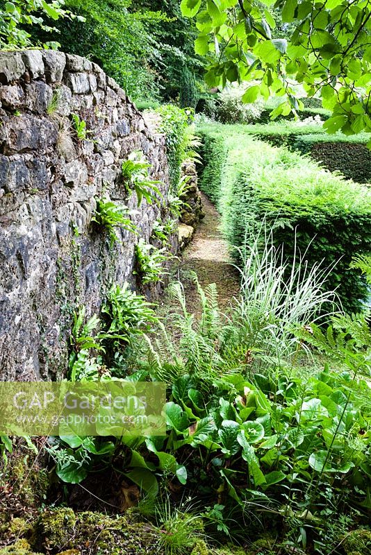 The Ruin wall with Asplenium scolopendrium growing on it. Hedge of Taxus baccata. Veddw House Garden, Monmouthshire, South Wales. July 2015. Garden created by Anne Wareham and Charles Hawes.