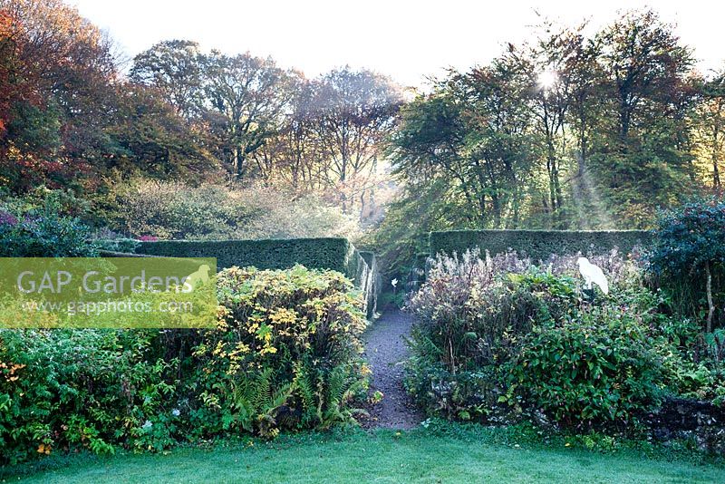 View of the Crescent Border and coppice behind. Hedges of Taxus baccata. Veddw House Garden, Monmouthshire, Wales, UK. November. Garden designed and created by Anne Wareham and Charles Hawes