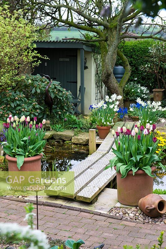 A wooden bridge over a pond surrounded by containers planted with Tulipa 'Havran' and Narcissus 'Thalia'. At the far end an old Bramley apple tree.