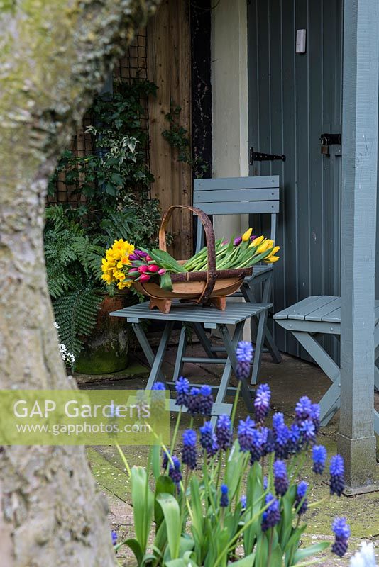 A painted wooden chair with a trug of cut narcissus and tulips fresh from the garden.    Blue wooden slatted chair and table