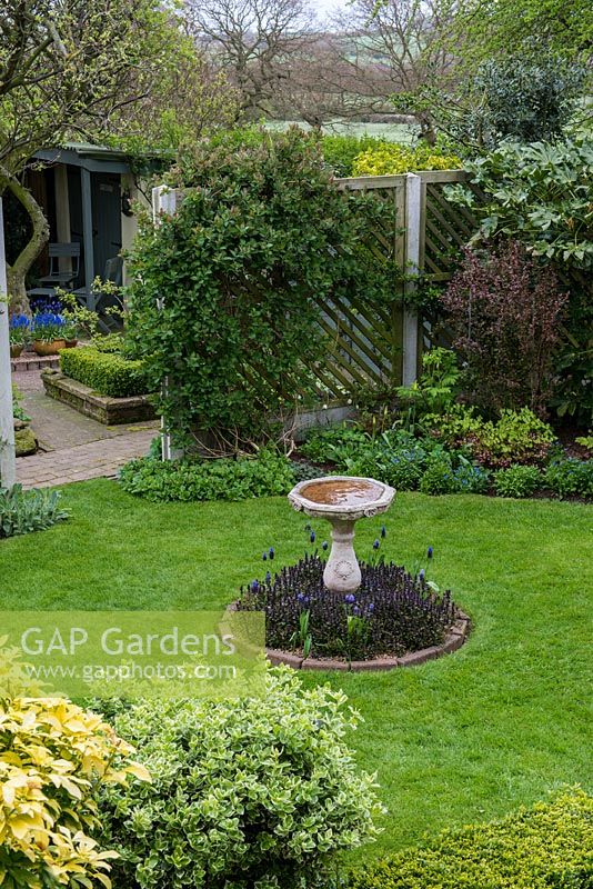 A lawn with stone bird bath on an island bed planted with Ajuga and Muscari.