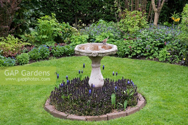 A lawn with stone bird bath on an island bed planted with Ajuga and Muscari.