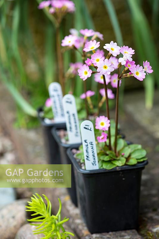 Primula 'Johanna', a pretty little hybrid of Asiatic origin, bearing in spring yellow-eyed, pink flowers.