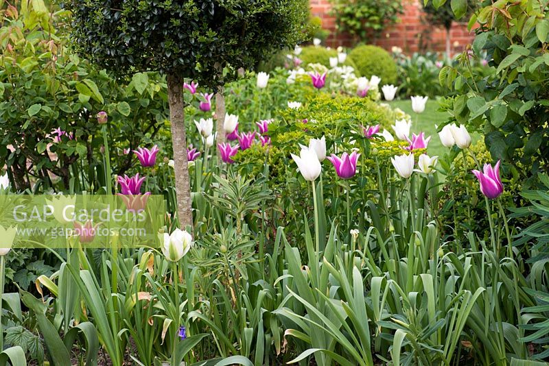 A spring border with Tulips 'Spring Green', 'White Triumphator' and pink 'Ballade' with euphorbia.