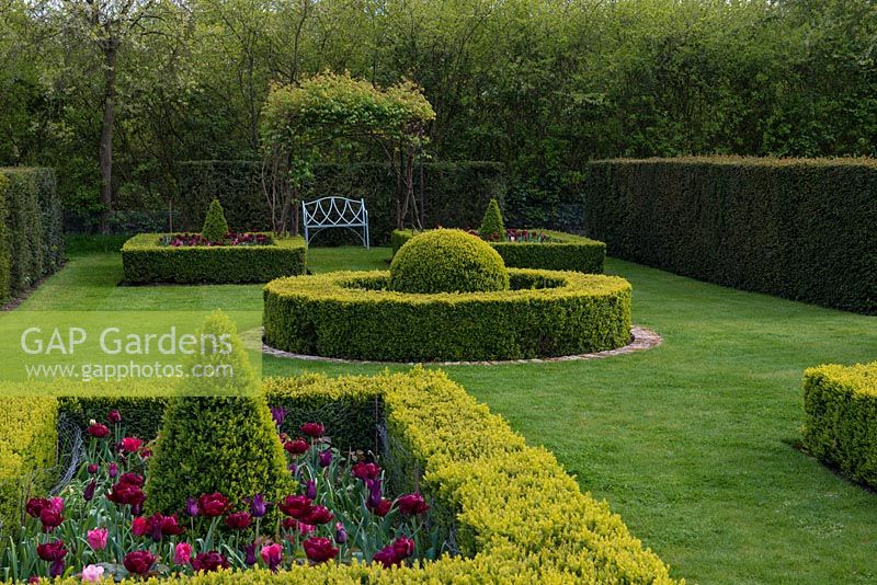 A formal parterre with box beds filled with Tulipa 'Antraiet', 'Burgundy' and 'Survivor' surrounded by yew hedging.