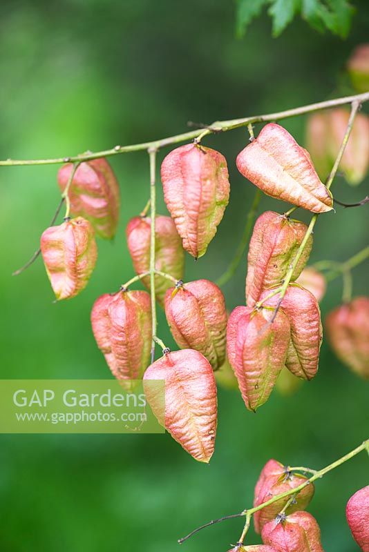 Koelreuteria paniculata - golden rain tree seedheads