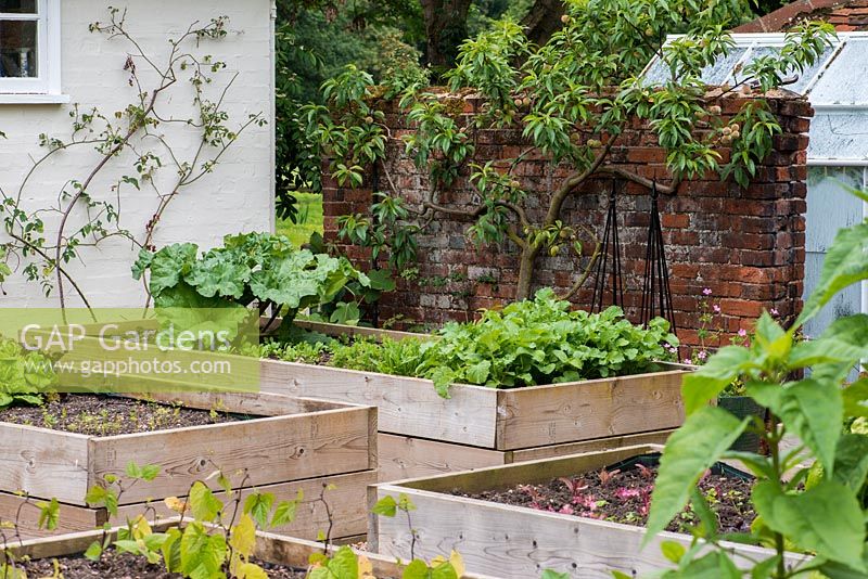 Raised beds in a vegetable garden in front of a peach tree trained against the wall.