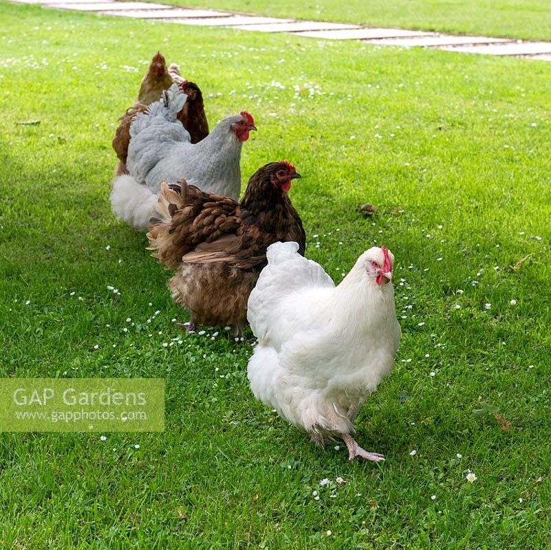 Chickens on parade on the lawn.