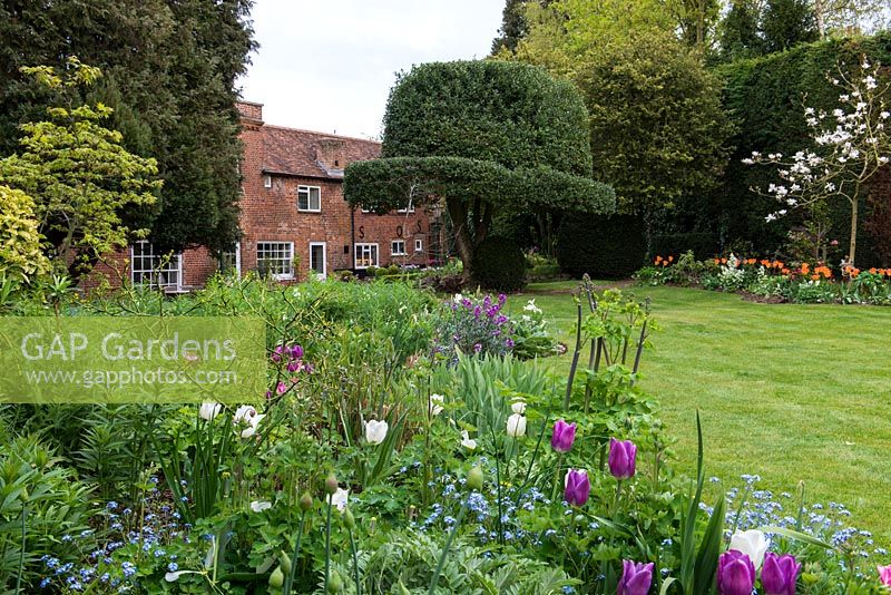 A country garden with colourful mixed borders of Tulipa Atilla, Purissima, Brown Sugar with Forget-me-nots and Magnolia Stellata. In the centre a mature holly tree is shaped as a bowler hat.