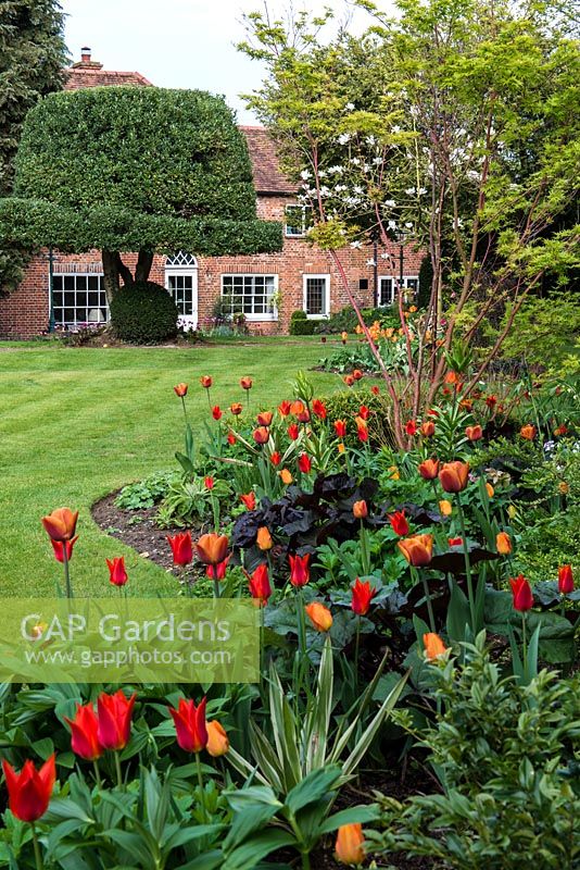 A country garden with hot mixed borders with Tulipa Brown Sugar, General de Wet and Orange Cassini around an Acer. Behind, a mature holly tree has been shaped as a bowler hat.