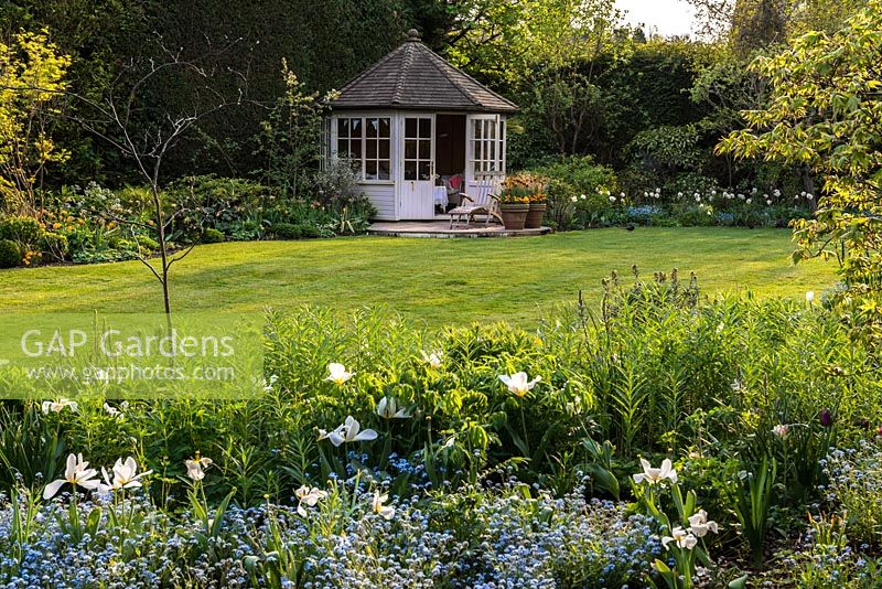 A sunny spring garden with mixed border of Forget-me-nots and white Tulipa Purissima. Behind the lawn sits a small wooden summerhouse and stone patio.
