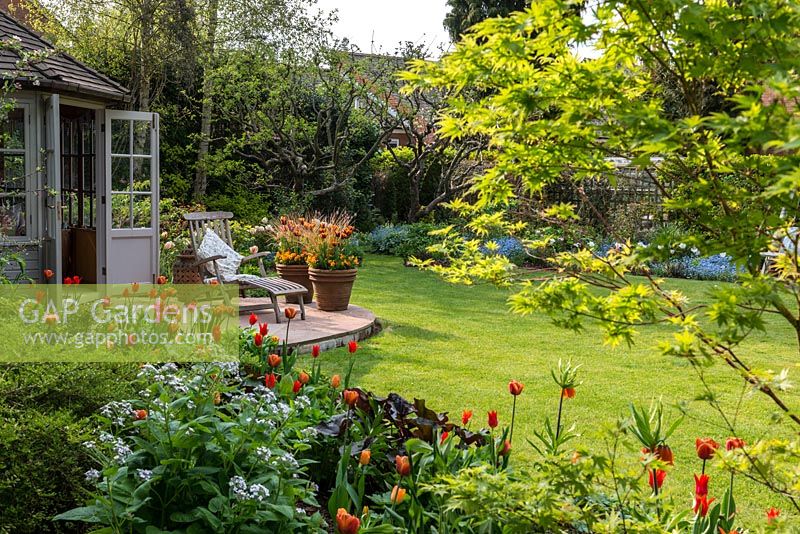 A view through an acer of a country garden in spring to a small wooden summerhouse and patio with hot mixed borders including Tulipa Brown Sugar, General de Wet and Orange Cassini. The large terracotta containers are planted with Tulipa Abu Hassan and Carex comans Bronze.