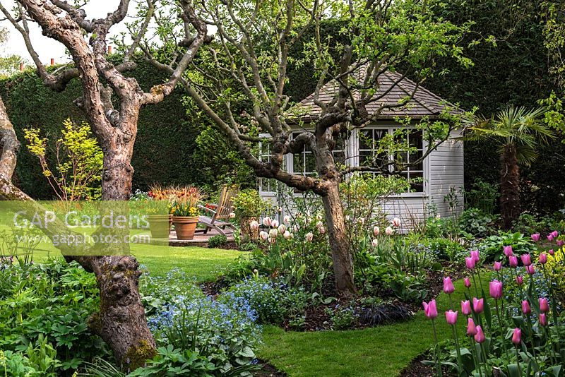 Mature apple tree in island beds. The central bed is planted with Forget-me-nots, Tulipa Burning Heart and Ophiopogon nigrescens. The left bed with Brunnera macrophylla and Tulipa Don Quichotte in the right.