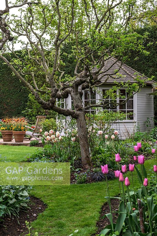 A mature apple tree in an island bed underplanted with Forget-me-nots, Tulipa Burning Heart and Ophiopogon nigrescens. In the foreground Brunnera macrophylla and Tulipa Don Quichotte.