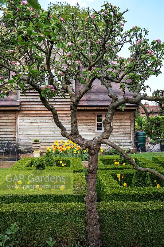 The view through an old apple tree to a small box parterre filled with Tulipa Golden Apeldoorn and Apeldoorn Elite.