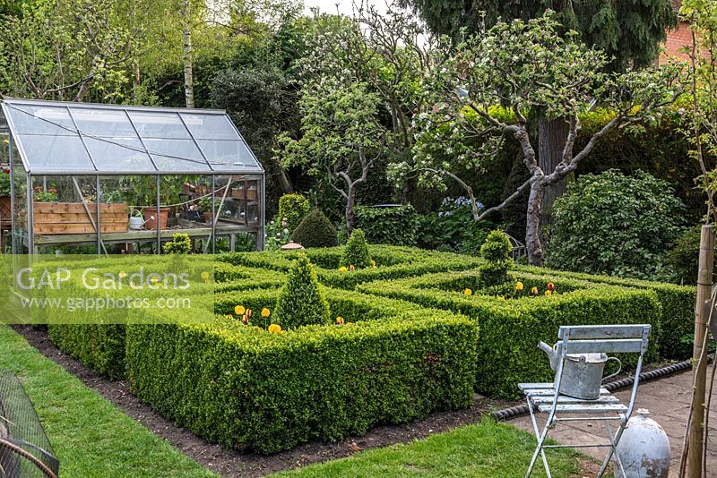 A small formal spring garden with old apple trees, a greenhouse and a box parterre filled with Tulipa Golden Apeldoorn and Apeldoorn Elite.