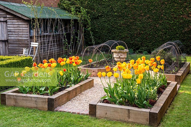 A small spring garden with wooden raised beds filled with Tulipa Golden Apeldoorn and Apeldoorn Elite and vegetables.