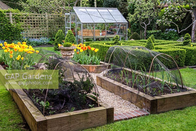 A small spring garden with wooden raised beds planted with leeks, salad leaves, purple sprouting brocolli and Tulipa Golden Apeldoorn 