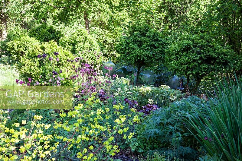 Spring border with Aquilegia, Euphorbia amygdaloides backed Buxus sempervirens grown as standards - May, Herrenmühle Bleichheim