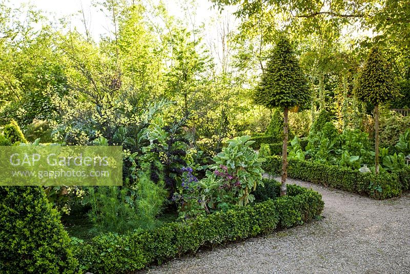 Formal, ornamental potager with box hedges, box cones and yew lollipops and beds with cabbages and salad - May, Herrenmühle Bleichheim