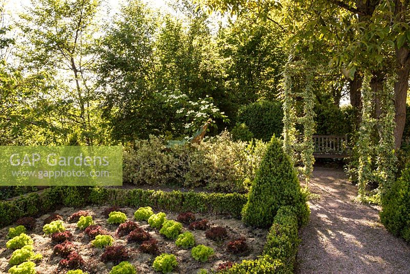 Formal, ornamental potager with box hedges, box cones and beds with lettuce and a gravel path leading to pavilion covered in variegated ivy - May, Herrenmühle Bleichheim