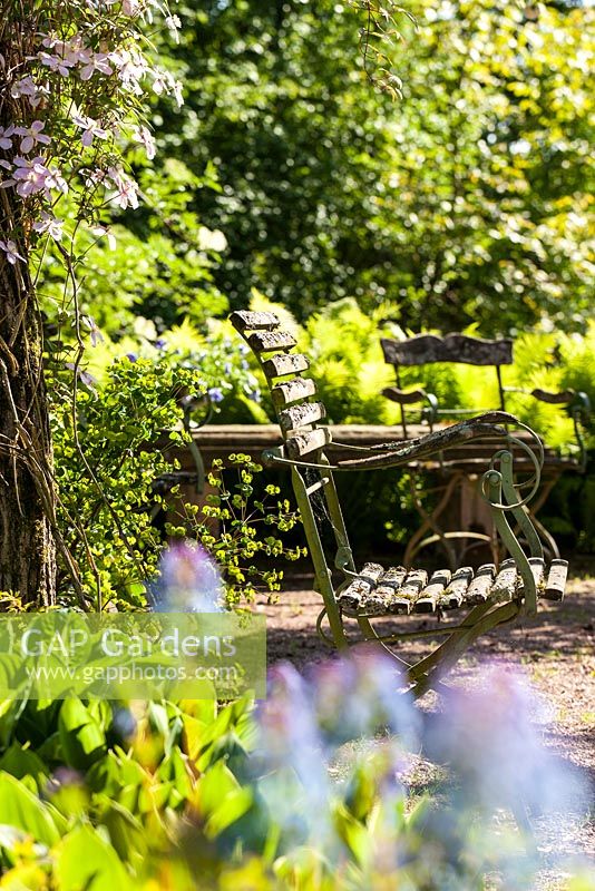 View through Corydalis elata 'Spinners' to garden chairs and pillar with Clematis montana 'Freda'. Herrenmühle Bleichheim