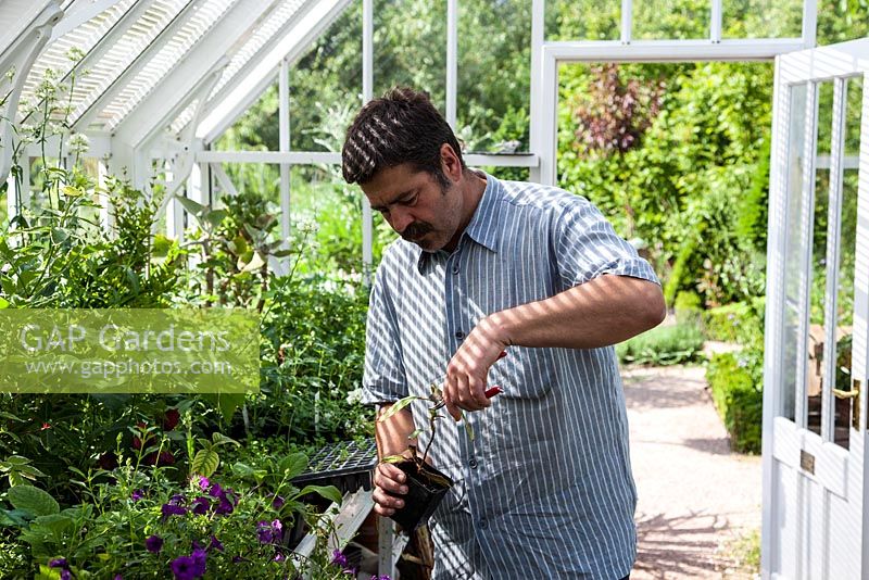 Hansjörg Haas tending pot plants in his greenhouse - June, Herrenmühle Bleichheim