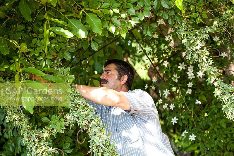 Hansjörg Haas pruning and training variegated ivy on his pavilion - June. Herrenmühle Bleichheim