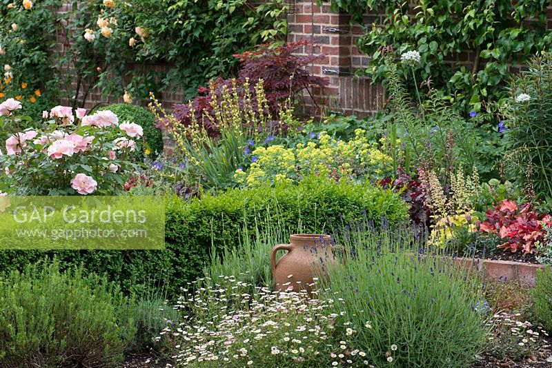 A mixed border with box hedging, Rosa 'Jenny's Rose', Erigeron karvinskianus, alchemilla, lavender and sisyrinchium.