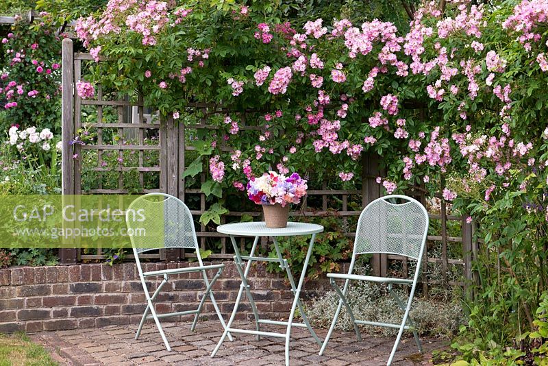 A patio seating area with fragrant Rosa 'Blush Rambler', rambling along a wooden trellis.