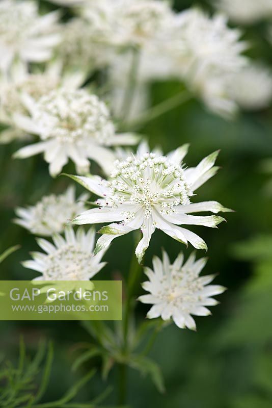 Astrantia major 'Large White', masterwort, a perennial bearing papery white flowers with green tips to petals, from early summer.