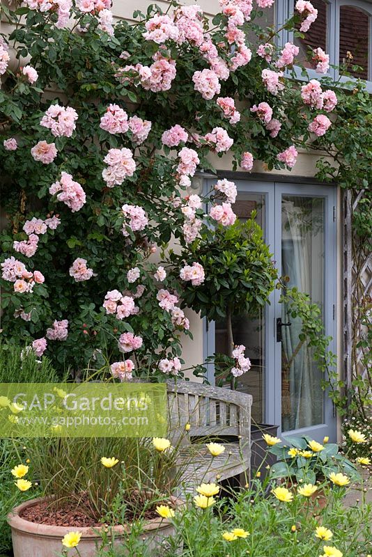 Rosa 'Clair Matin', trained along the house wall, a fragrant, repeat flowering climbing rose.