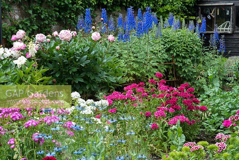 Cut flower garden, with delphiniums, peonies, sweet williams and nigella.