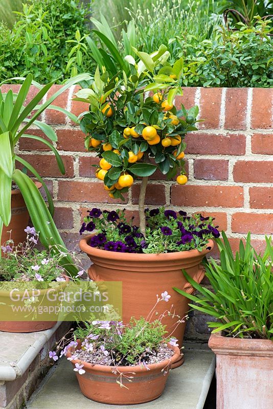Citrus 'Calamondin' standard, a miniature orange tree, thrives outdoors in summer, needing a frost-free spot in winter. Erodium 'Country Park' in small pots.