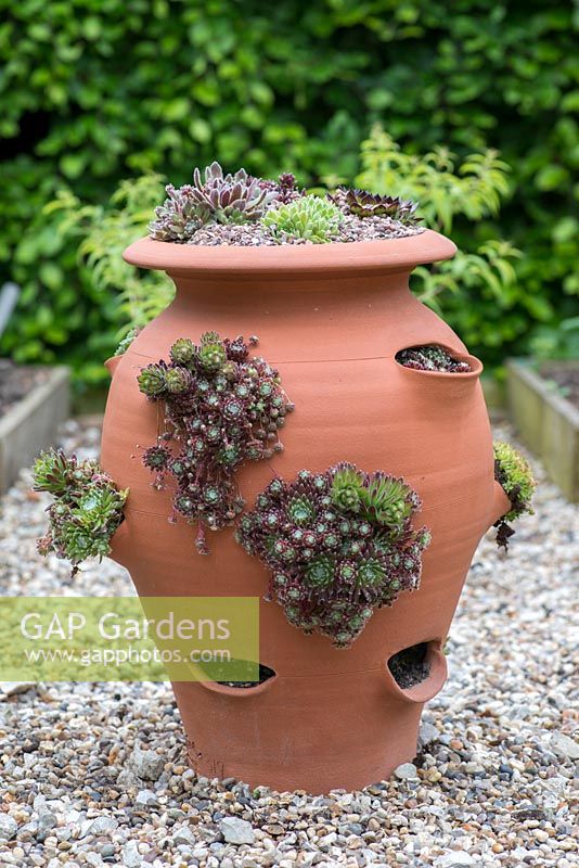 An unusual centrepiece, a strawberry pot planted with succulent sempervivum, house leeks