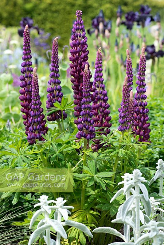 Lupinus 'Masterpiece', a stately perennial, flowering in June.