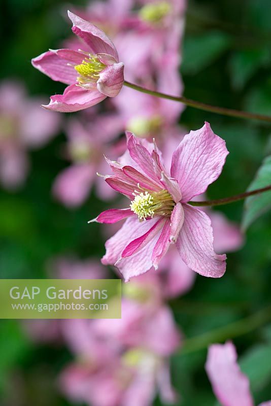 Clematis montana 'Broughton Star', a climber flowering from June.