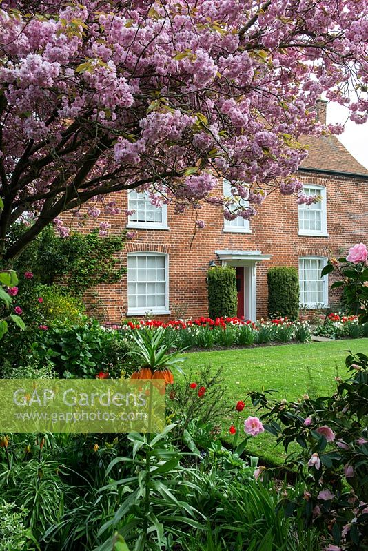 The front lawn with cherry tree heavy with pink spring blossom, camellia, Fritillaria imperialis and bright mixed borders with Tulipa 'Ruby Red' with white narcissii. Prunus 'Kanzan', Japanese cherry. 