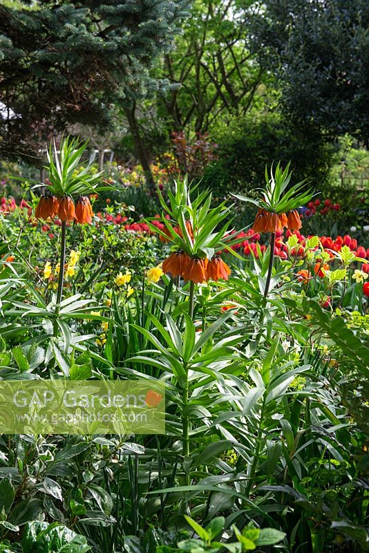 Glimpsed over Imperial Fritillaries, massed planting of Tulipa 'Ad Rem' creates a dramatic splash of colour to greet visitors as they round the corner.