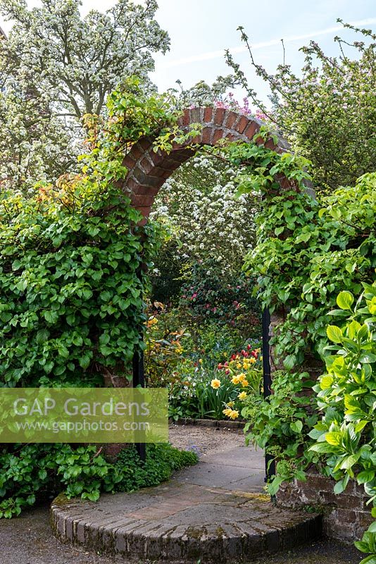 The entrance to the front garden with Hydrangea petiolaris climbing over a brick arch.