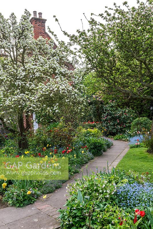 The front garden with apple tree in blossom underplanted with comfrey, self seeding forget-me-nots, tulips, daffodils and Fritillaria imperialis. Camellia japonica at the end of the path.