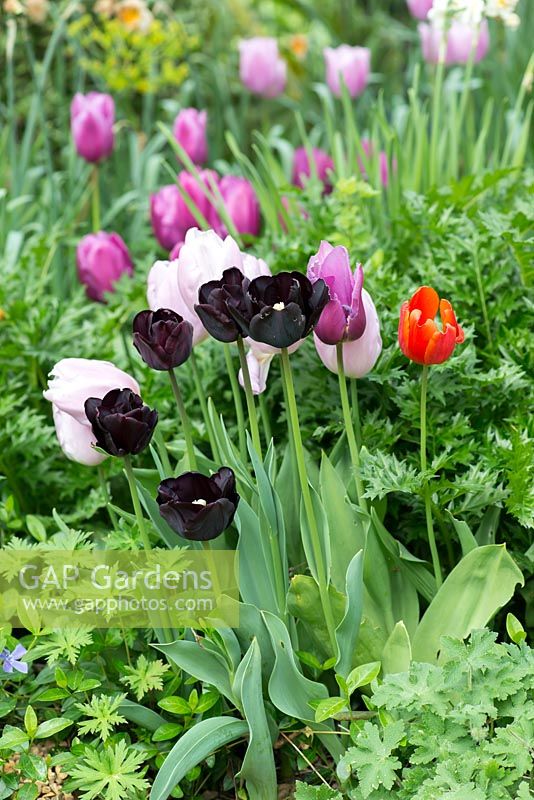 A spring border with Tulipa 'Peerless Pink', 'Candy Prince' and 'Black Charm'.
