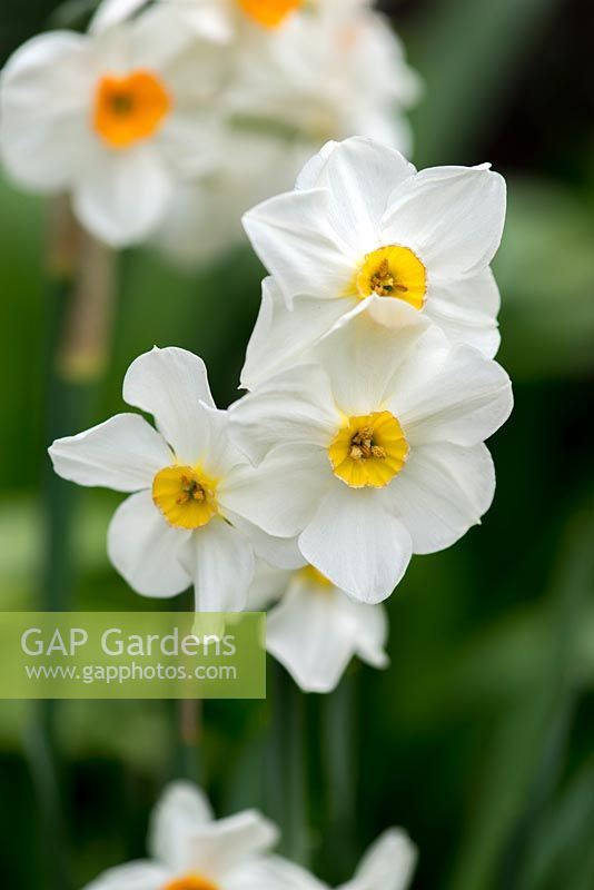 Narcissus tazetta var chinensis