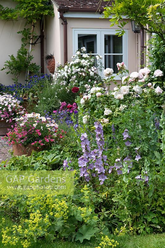A mixed border planted with delphiniums, alchemilla mollis, poppies and roses 'Snow Goose', 'Winchester Cathedral'.