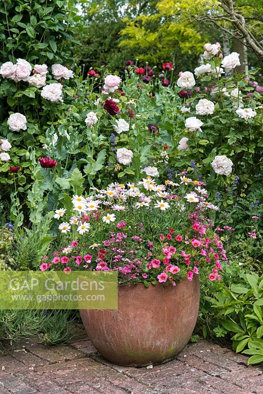 A terracotta container planted with a harmonious combination of athemis, calibrachoa and nemesia. Behind, Rosa 'Winchester cathedral'.