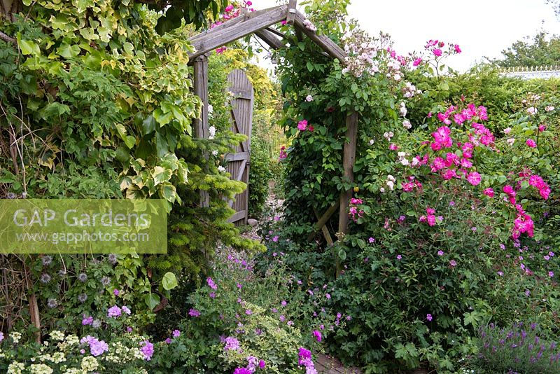 A wooden pergola covered with climbing roses 'Vanity' and 'Blush Noisette'.