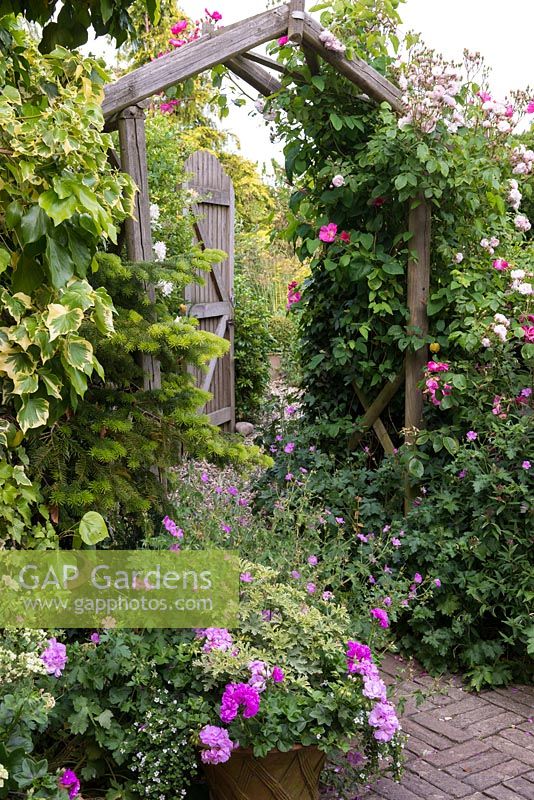 A wooden pergola covered with climbing roses 'Vanity' and 'Blush Noisette'.