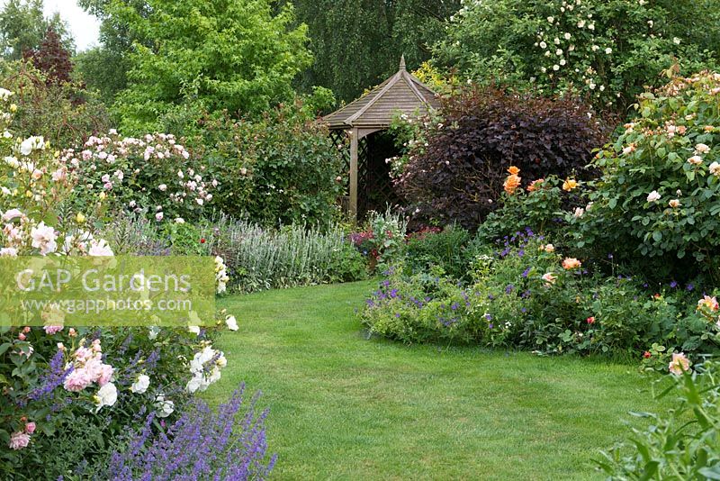 The Glade - a curving grass path leads to a wooden summer house through mixed borders of geraniums, nepeta, virburnum and Rosa 'Tall Story', 'Felicia', 'Geoff Hamilton', 'Whisky Mac', 'Sweet Juliet'.