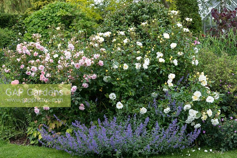 A border with catmint, poppies, geranium with Rosa 'Tall Story' and 'Felicia'.